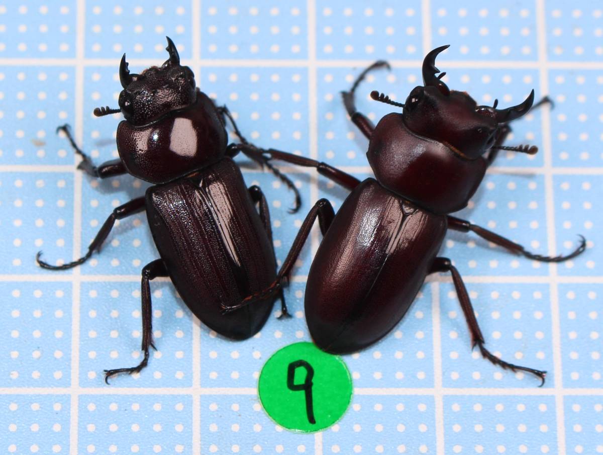 ☆ヤエヤマコクワガタ（ヤエヤマコクワ）（西表島　大富林道）　ＷＦ４　ペア⑨☆