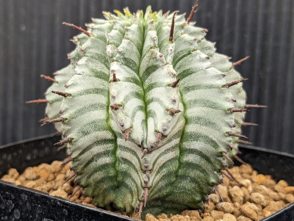 激白　ポリゴナ　スノーフレーク　ホリダ　白衣ホリダ　オベサ　ゼブラホリダ 観葉植物 激白 ポリゴナ スノーフレーク ホリダ 白衣ホリダ オベサ