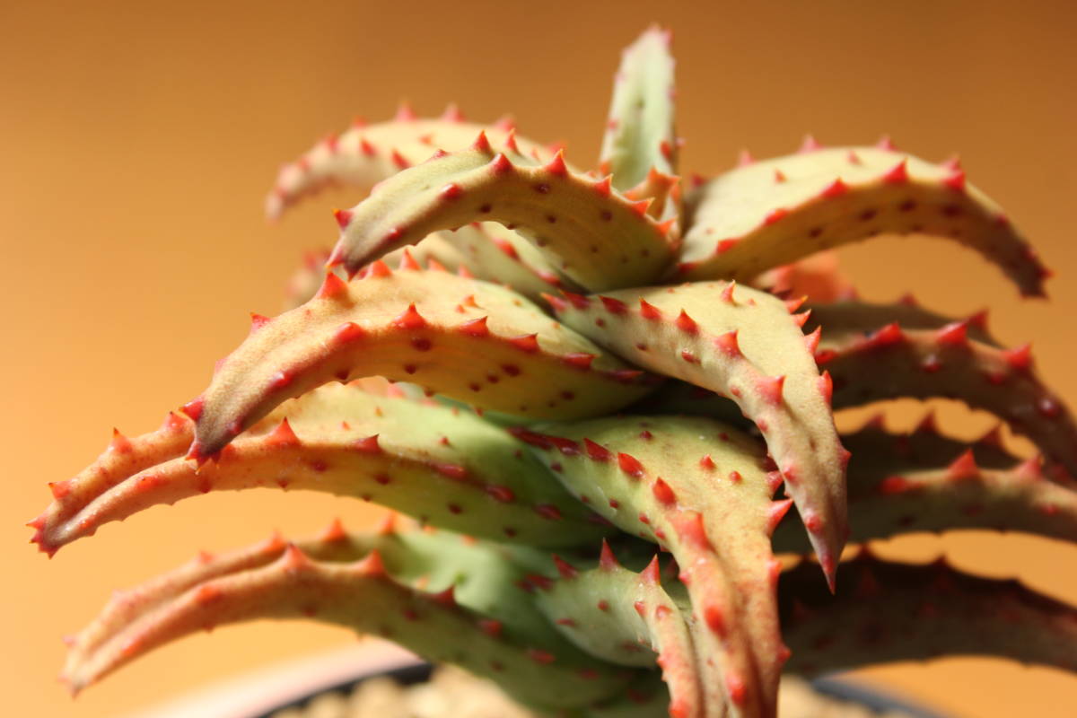 アフリカ 亀甲竜 実生 6㎝超 ディオスコレア エレファンティペス