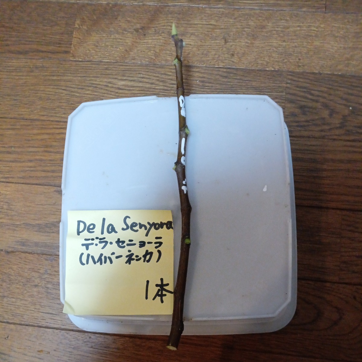 De デラセニョーラ（ハイバーネンカ）穂木。イチジク穂木1本です。 la