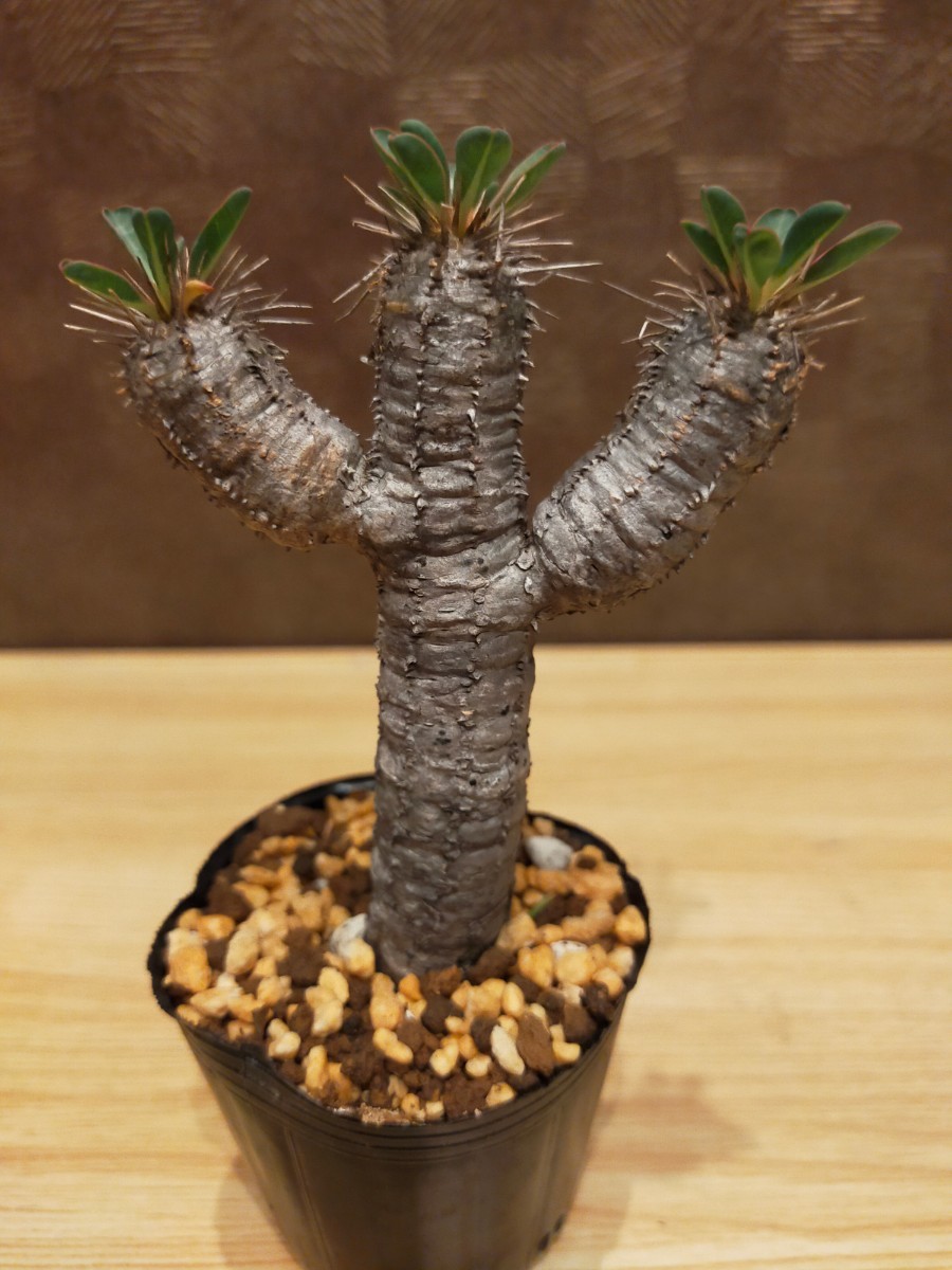 ユーフォルビア・ギラウミニアナ 4号 現地球 ギラウミニアナ （4頭