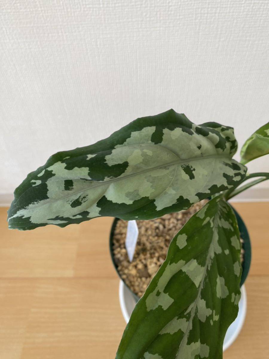 Aglaonema pictum AP Aceh sumateraLA1016-03j : 猪突猛進
