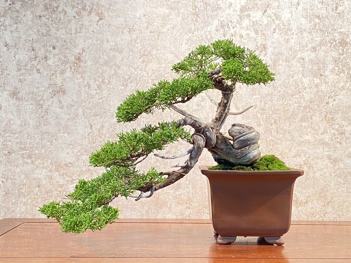 盆栽・糸魚川真柏・貴風サイズ