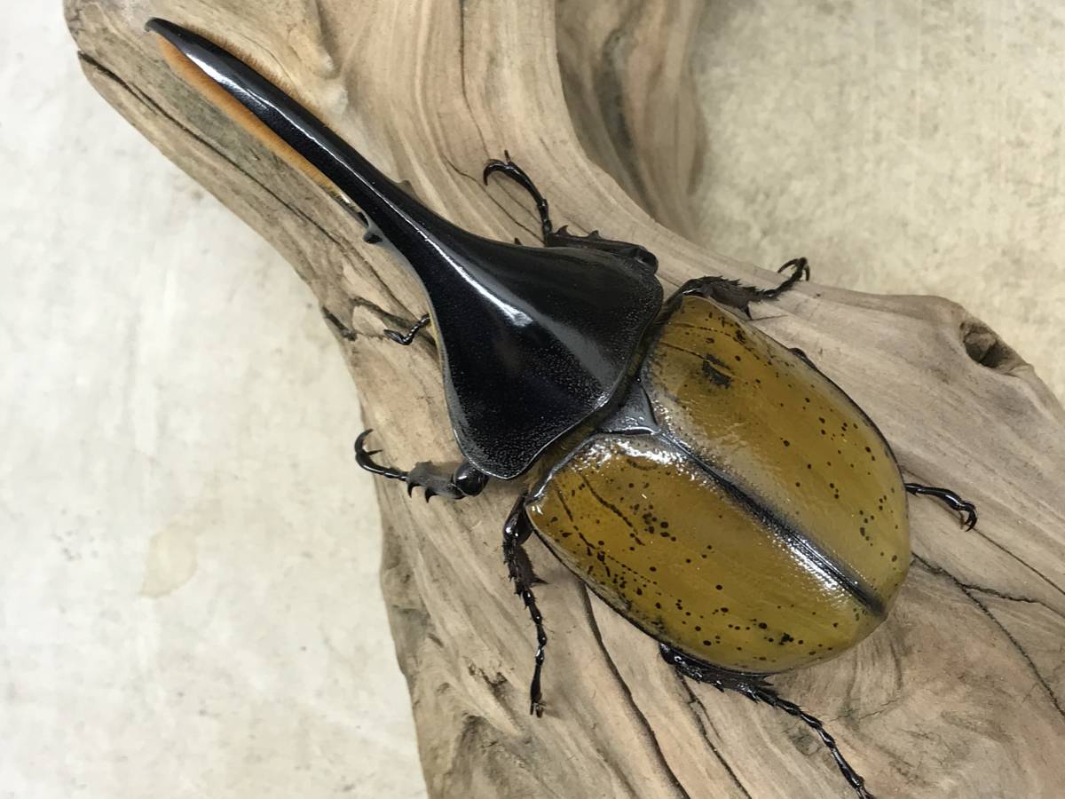 ヘラクレス モリシマイ 117 64 ペア