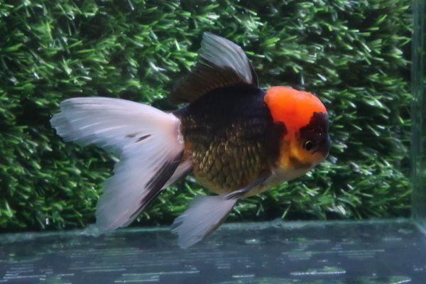 316＜water-flap＞タイ産　オランダシシガシラ　トリカラー　　ローズテール・・・