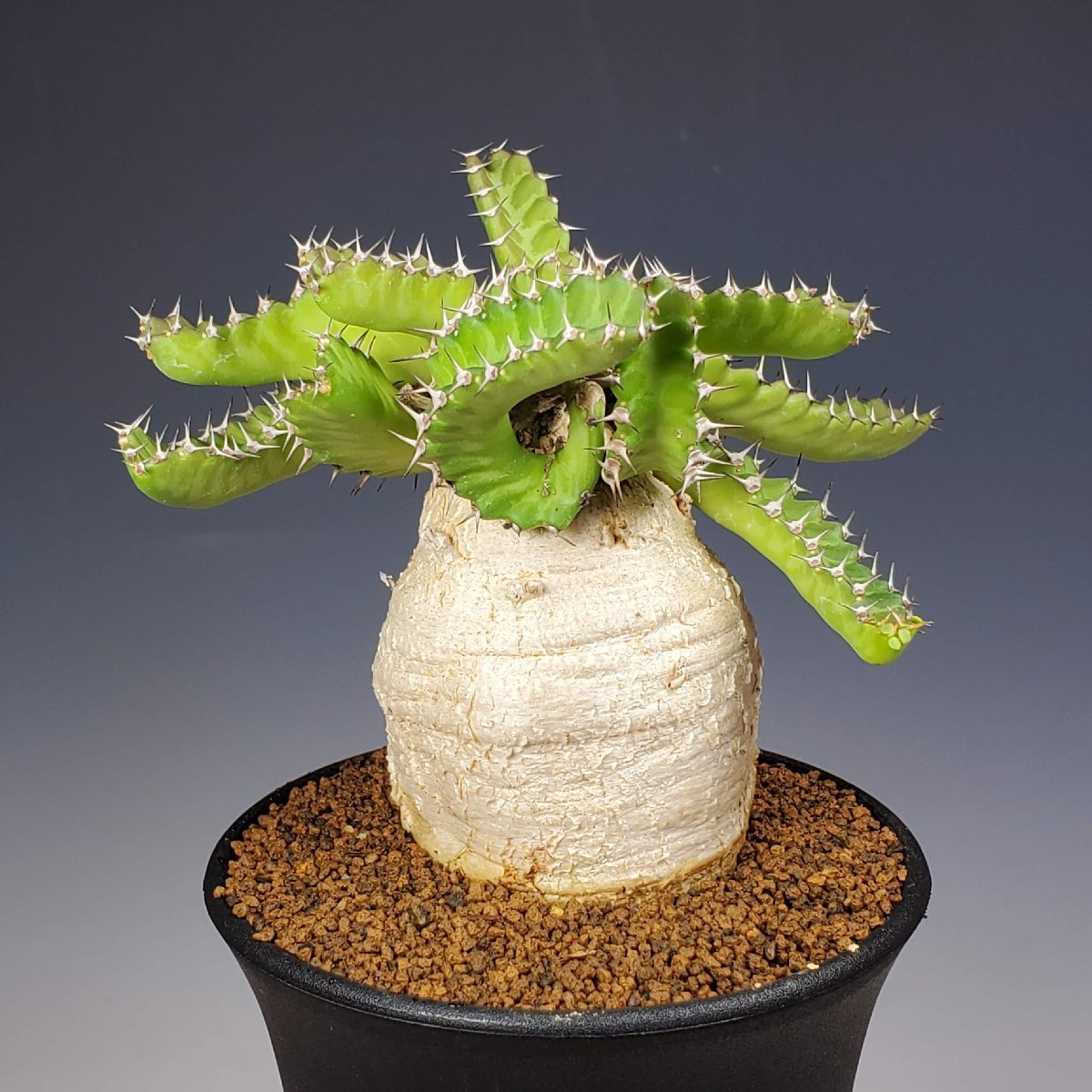 ユーフォルビア・ステラータ 飛竜 9cm鉢 □カクタス長田 飛竜 9cm鉢