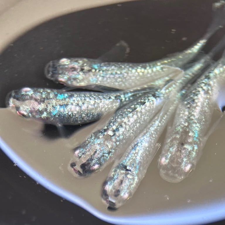 ゴブリン 極上 2ペア ＋メス1 現物出品 【みよちゃんめだか】