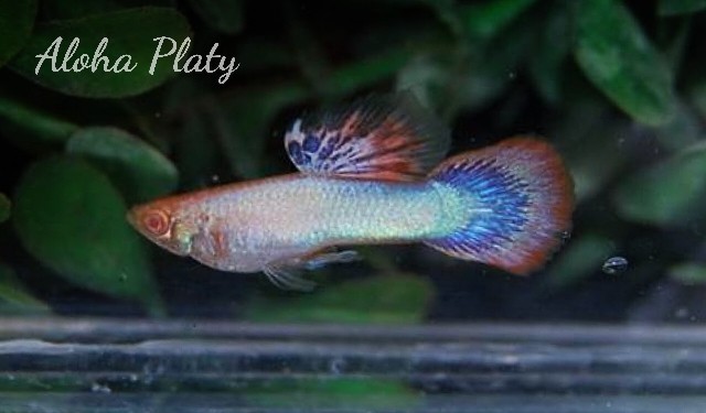 ★RRE.A マゼンタ 2ペアセット★Aloha Platy★