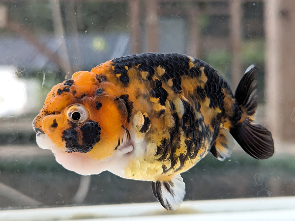 ★らん弐ちゃんファーム★│43│　バッファロー江戸錦　当歳魚　約8.5cm