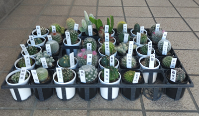 ミニサボテン2号鉢10鉢セットです。 観葉植物 サボテン 【公式通販】