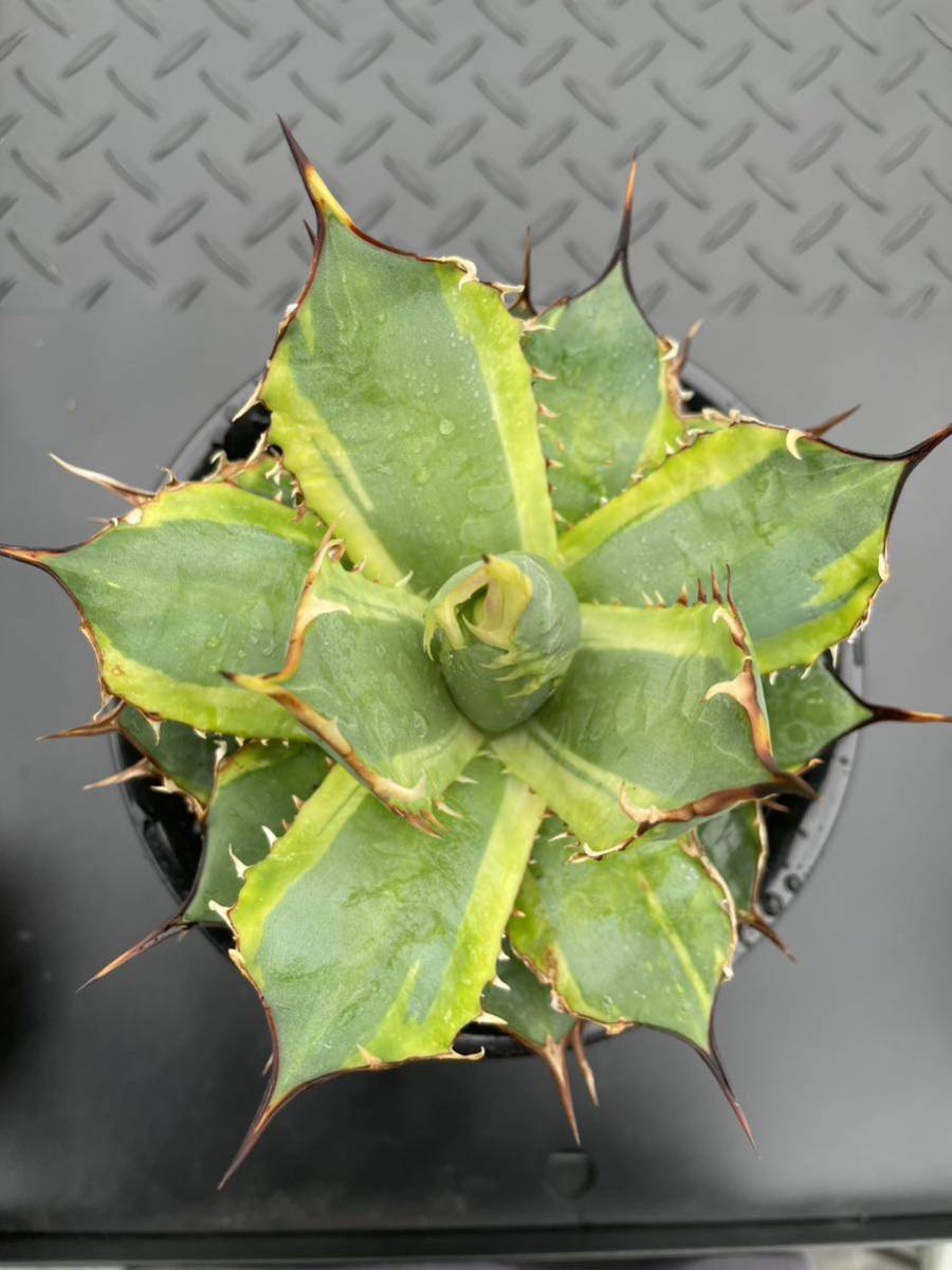 Agave agave titanota Banana peel ①アガベ チタノタ バナナピール