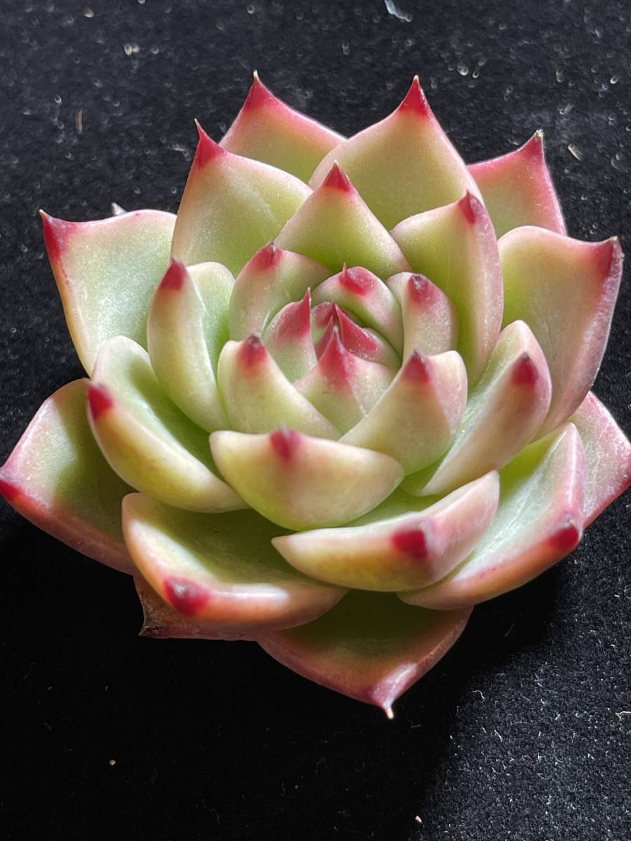 24株 G150-5　多肉植物 エケベリアブルードラゴン　超美苗 サボテン 観葉植物 花 園芸　レア種