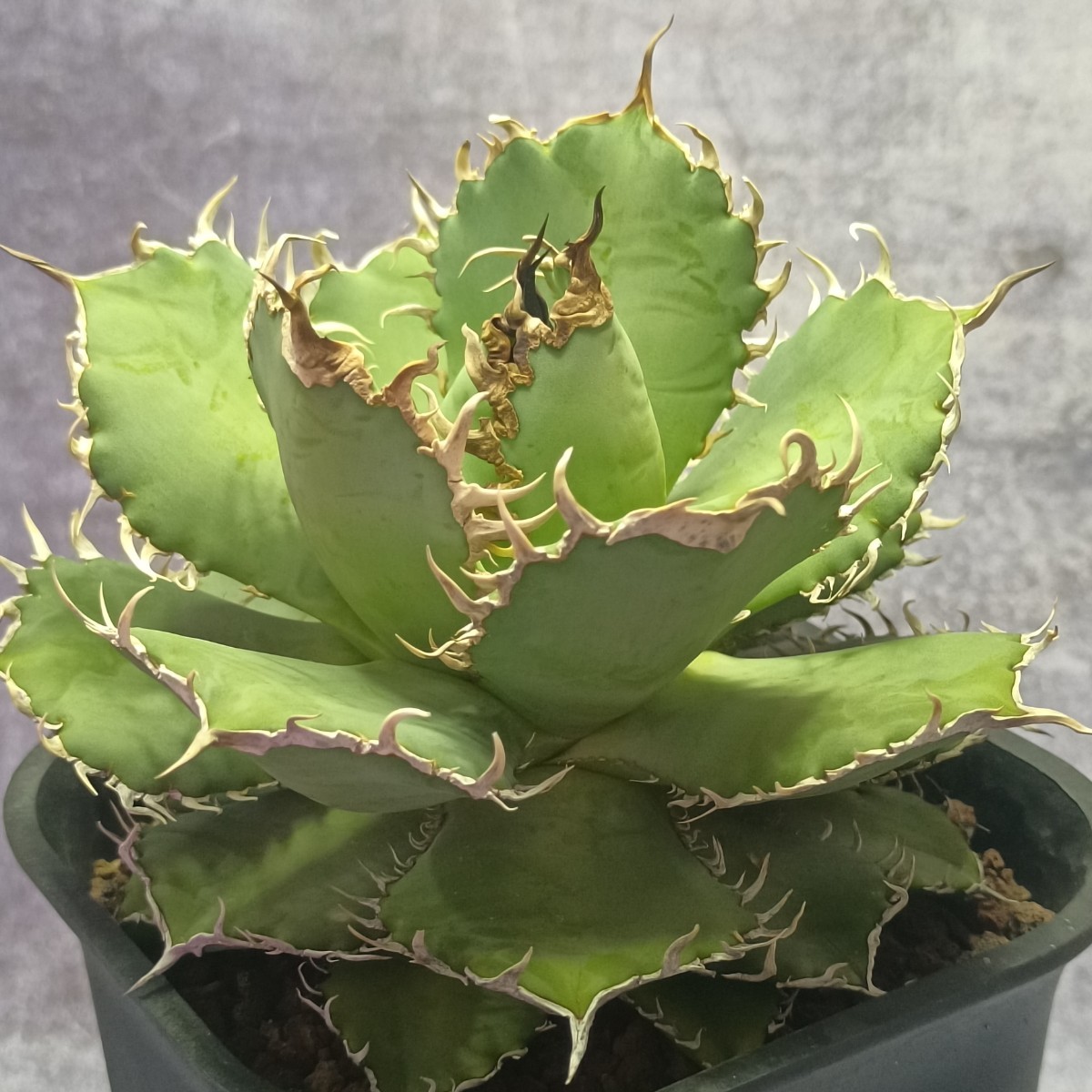 R-298 アガベ チタノタ フィリグリー 圓葉拇指レース 葉包 優良大株