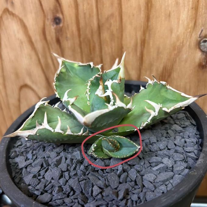 アガベ チタノタ 大白鯊 ホホジロザメ Iize産 1908 多肉植物 アガベ