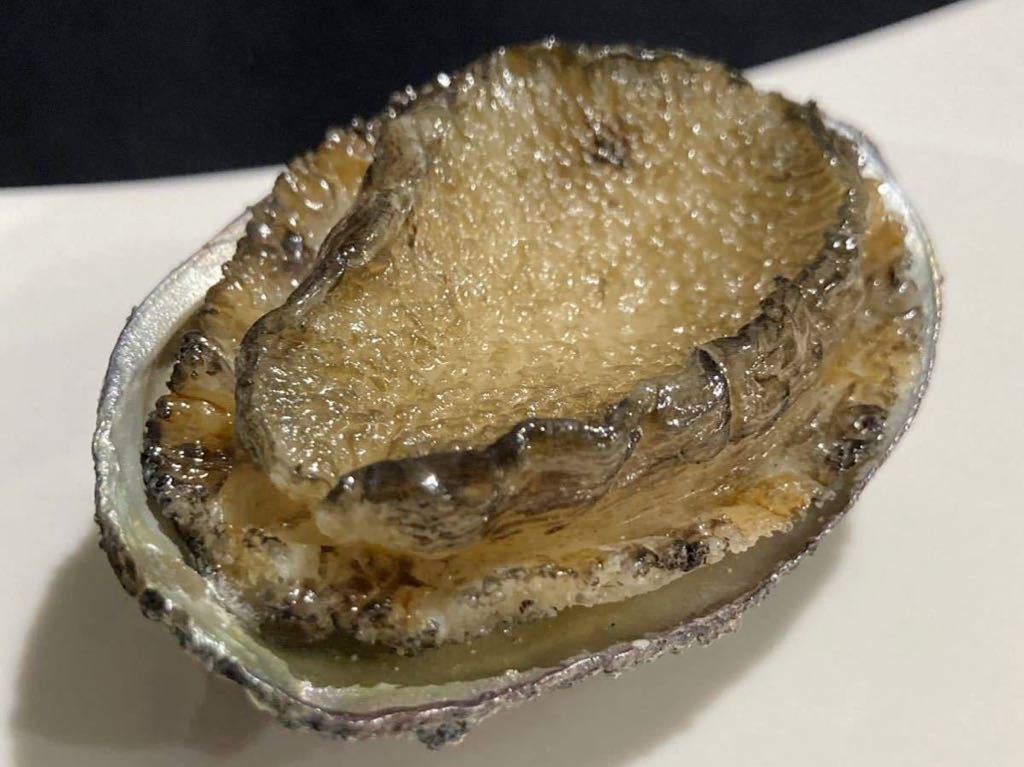 食品サンプル　アワビ殻付き　小