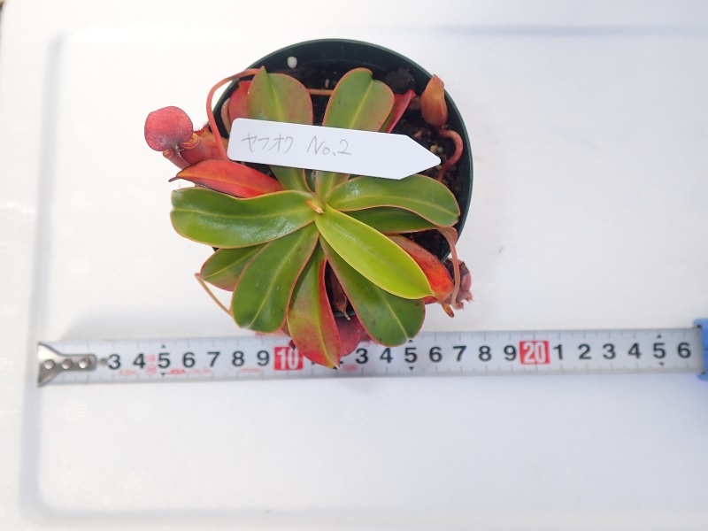 食虫植物 ネペンテス　Nepenthes pervillei HFC　No.2