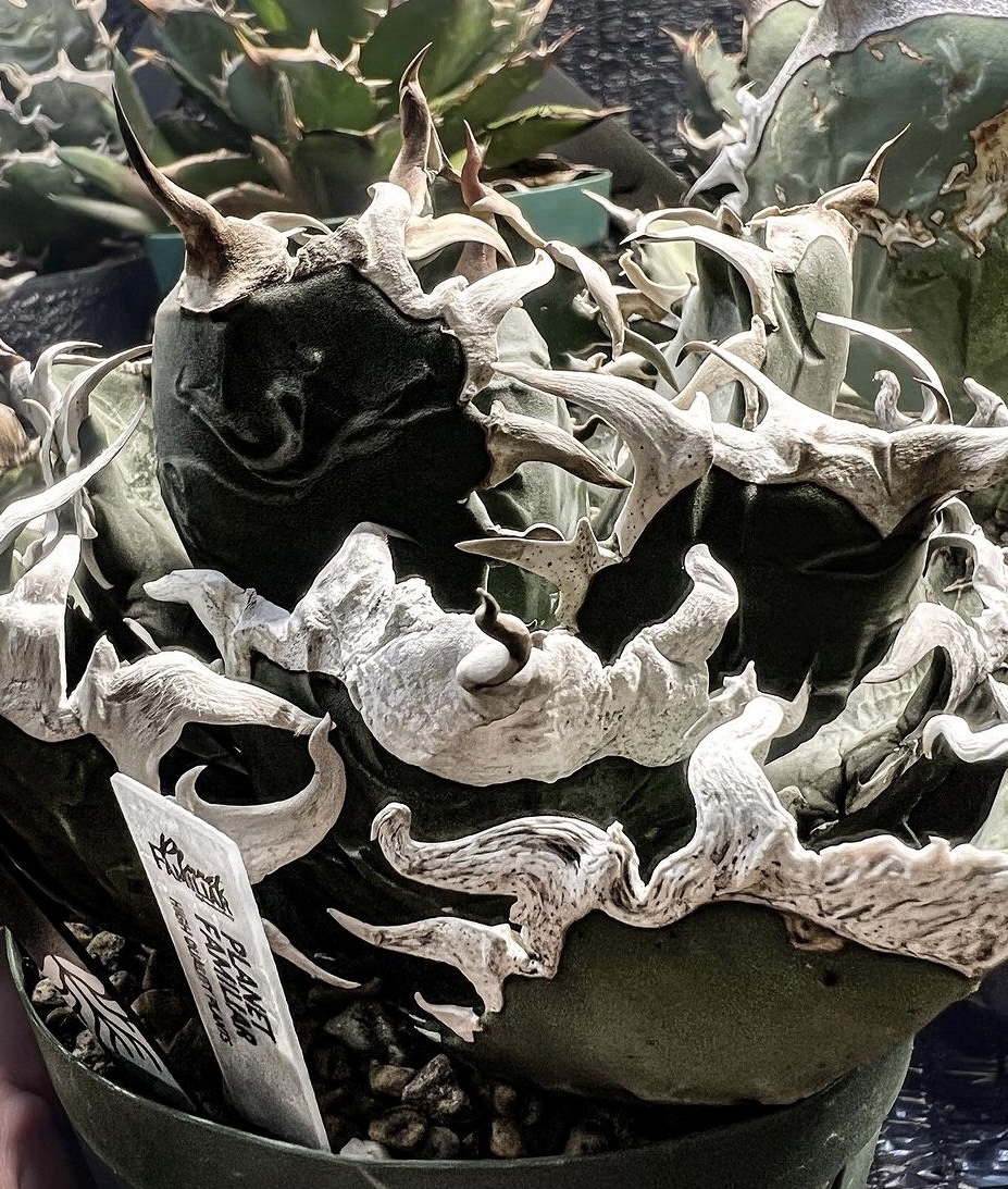 観葉植物 “特選”悪魔くん スーパーチタノタ バケモノ agave titanota