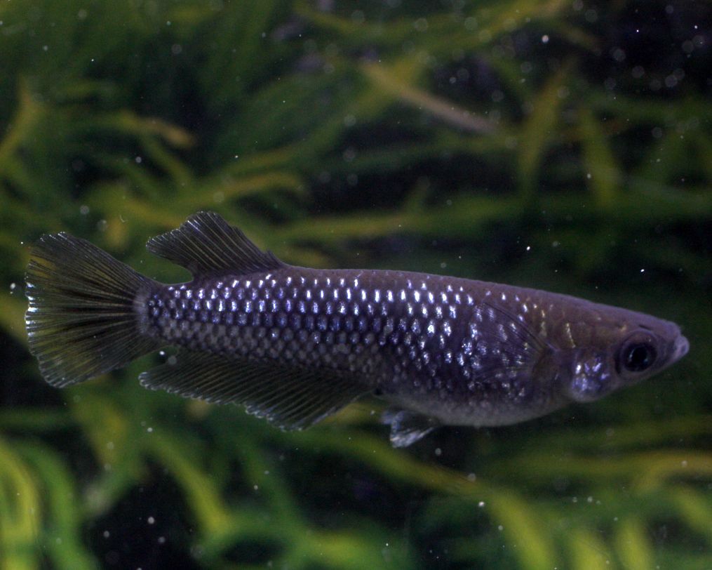 ◎めだかの森◎　ミッドナイトフリル(漆黒タイプ) 若魚　１ペア　Zー１　