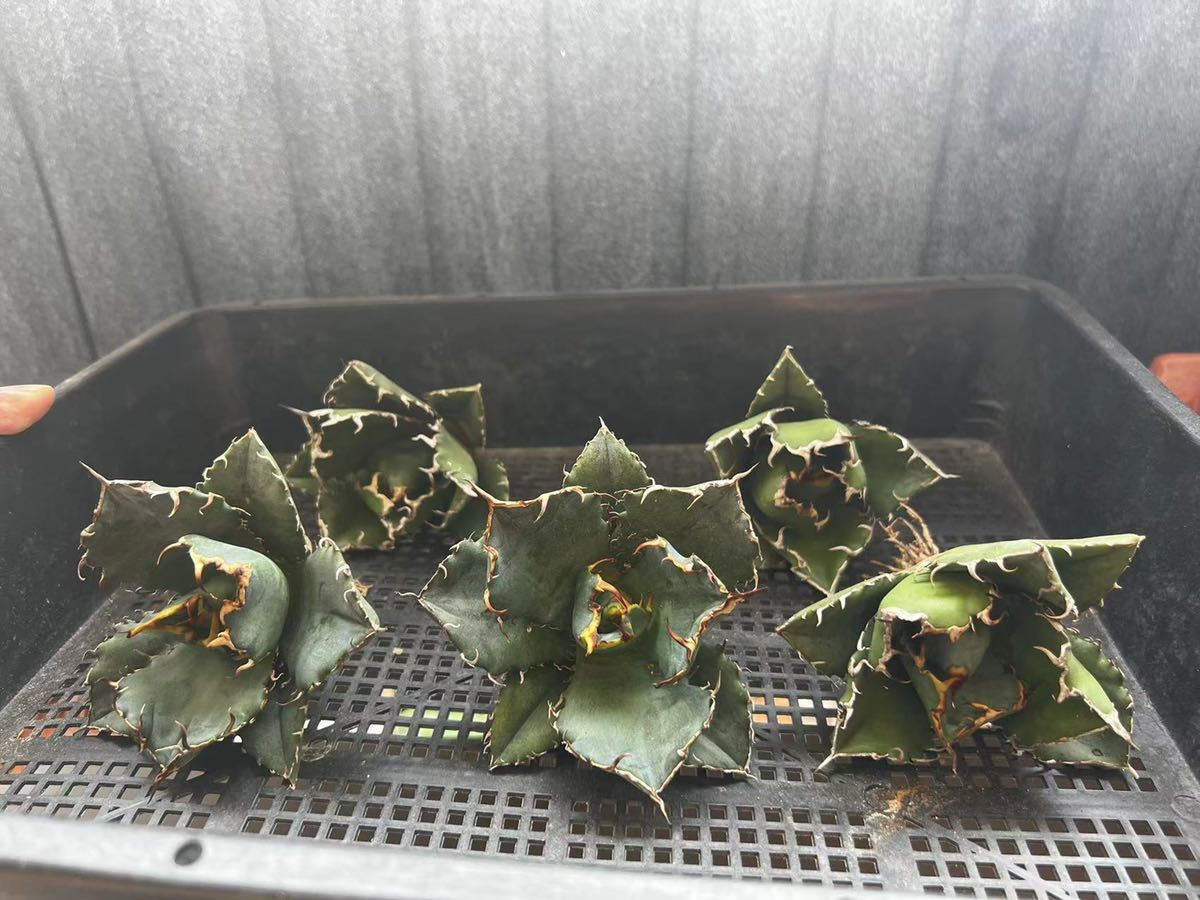 アガベ チタノタ 強棘 多肉植物 白鯨 特選 包葉 極上株 C-21多肉植物