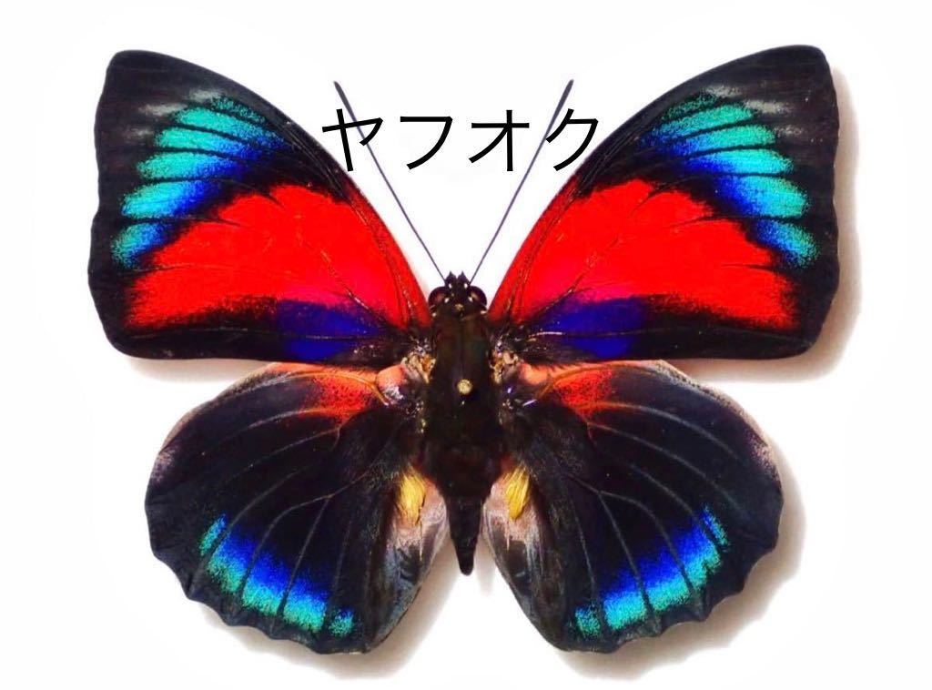 蝶標本　アグリアス・ハイブリッド 1円スタート！！【未展翅品】アグリアス・ハイブリッド 蝶標本 その2