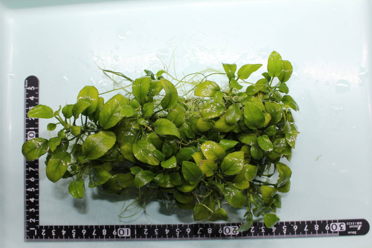激レア】アヌビアス 斑入り キング 希少種 水草 アヌビアスナナ 斑入り