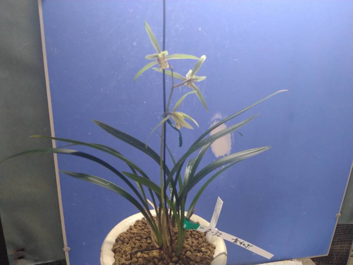 D-３２★日向寒蘭：産地不詳・チャボ青花種（花付き）