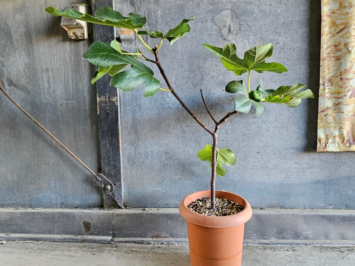 ☆実付き☆イチジク☆苗木☆☆LSUゴールド☆12