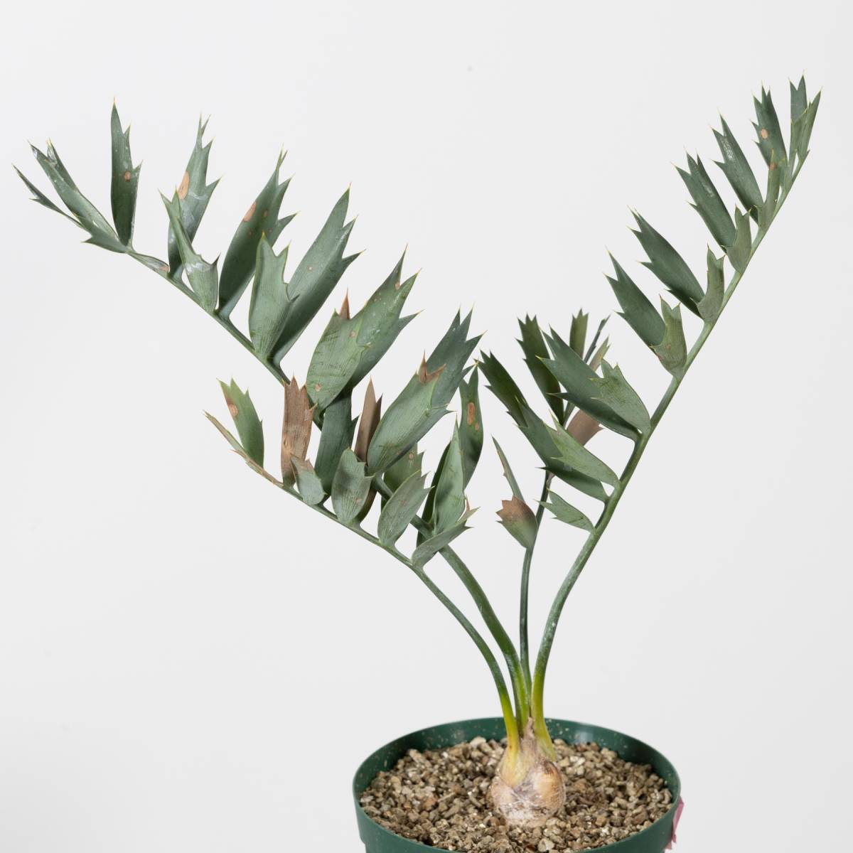 南アフリカ産エンセファラルトス・ホリダス（No3-13) 南アフリカ産