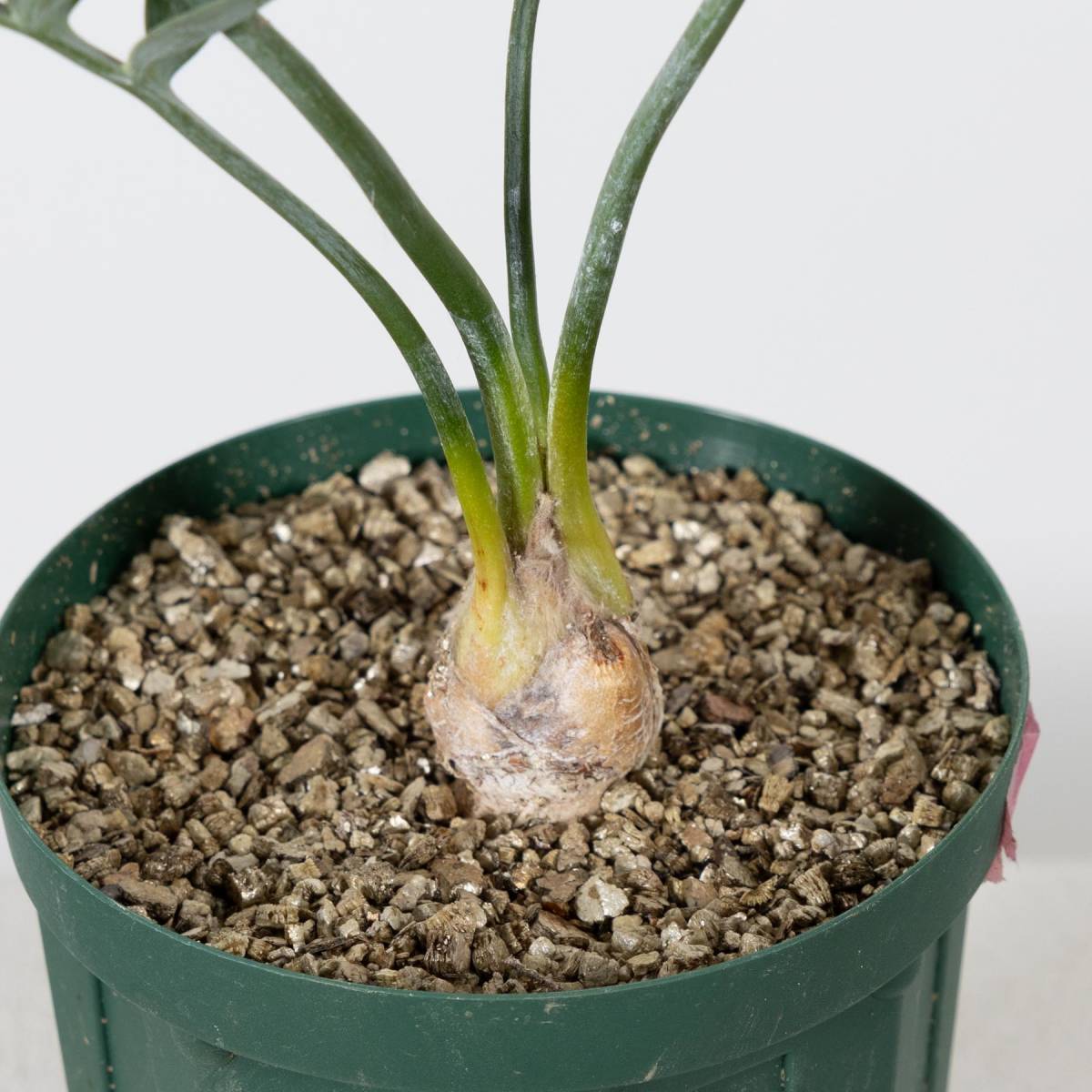 南アフリカ産エンセファラルトス・ホリダス（No3-13) 南アフリカ産