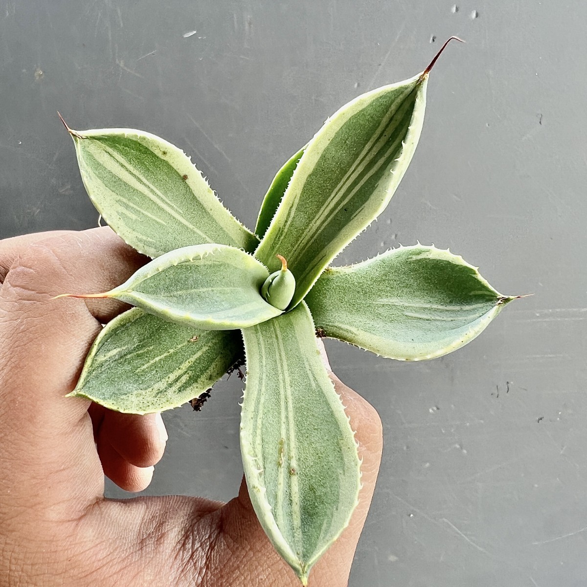 B16-19 アガベ パリー トランカータ ライムストリーク 縞斑 覆輪 鮮明錦 美株 