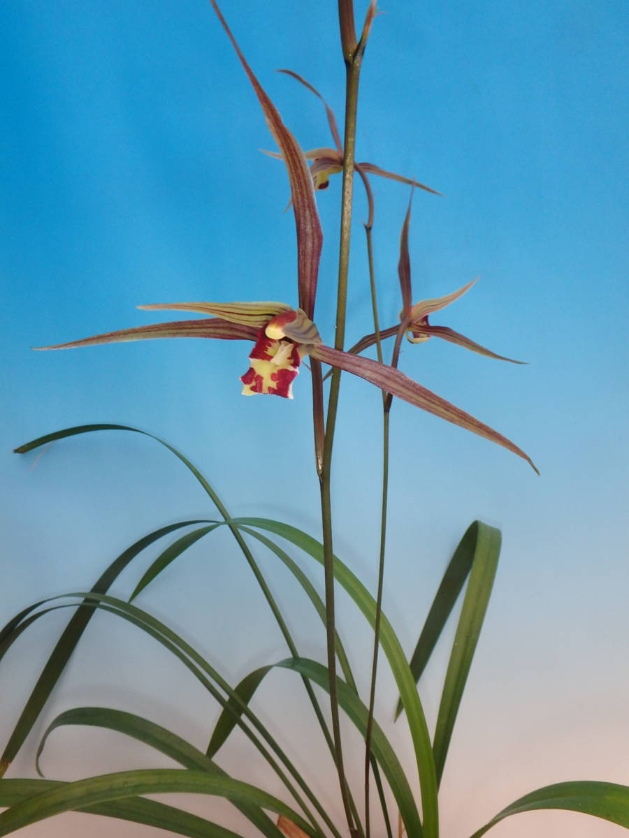 ◆◇ 【送料全国一律５００円】　CC－６ 日向寒蘭 （紫尾の紅一文字）良花：宮崎県産 　◇◆