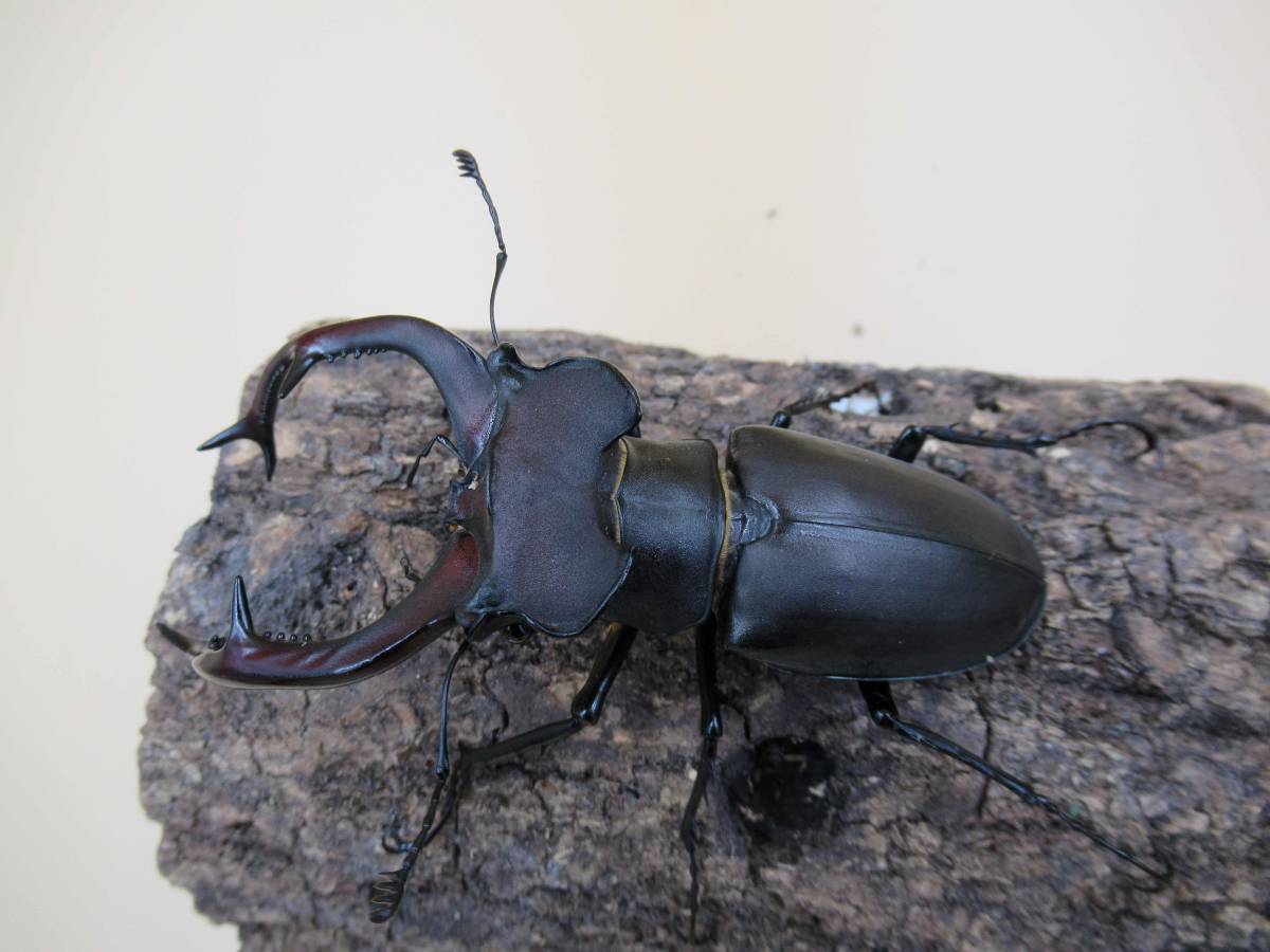 ユダイクスミヤマクワガタ ♂91．0mm ♀50．9mm ペア[発送日