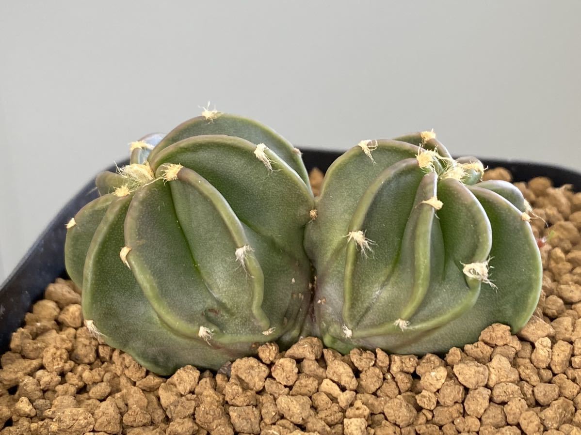 多肉植物24個 1114-D081 ホワイトスワン（白鳥） *送料調整 入札前に