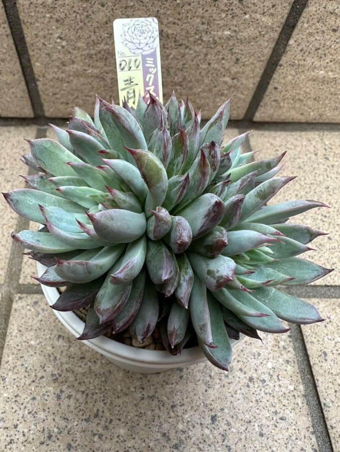 ミックスベリア　010 青鬼　おらいさん苗