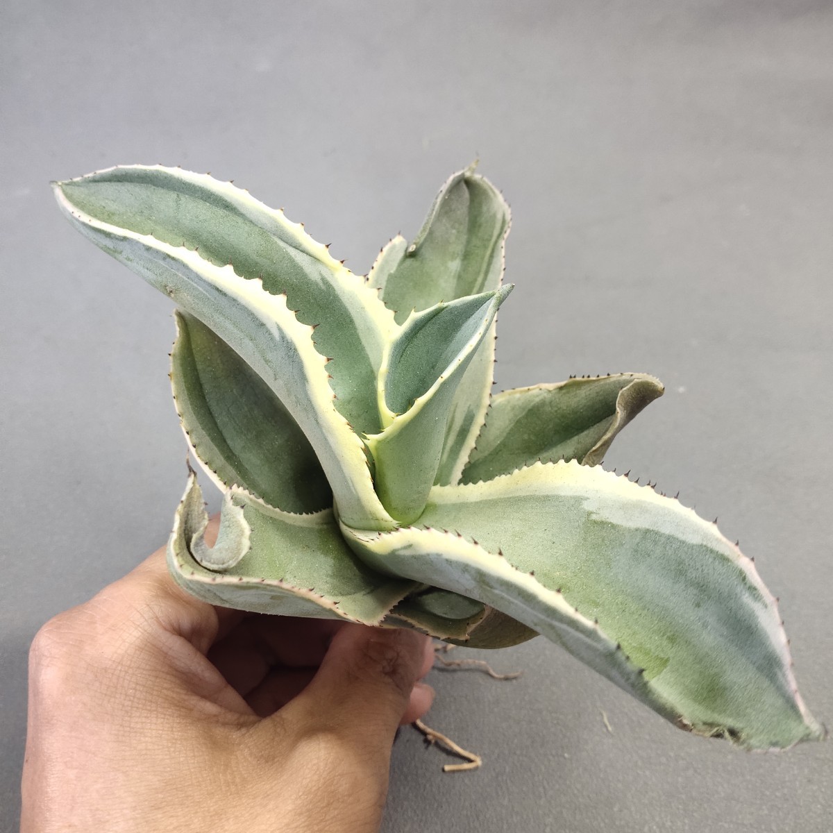 A662アガベ チタノタ agave サルミアナ リップルエフェクト復輪錦 極上