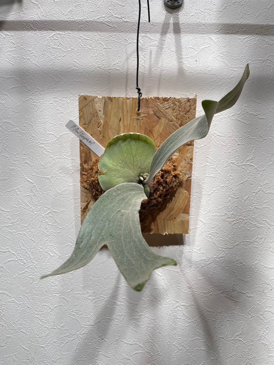 ビカクシダ　コウモリラン　P.PaulVespa#1