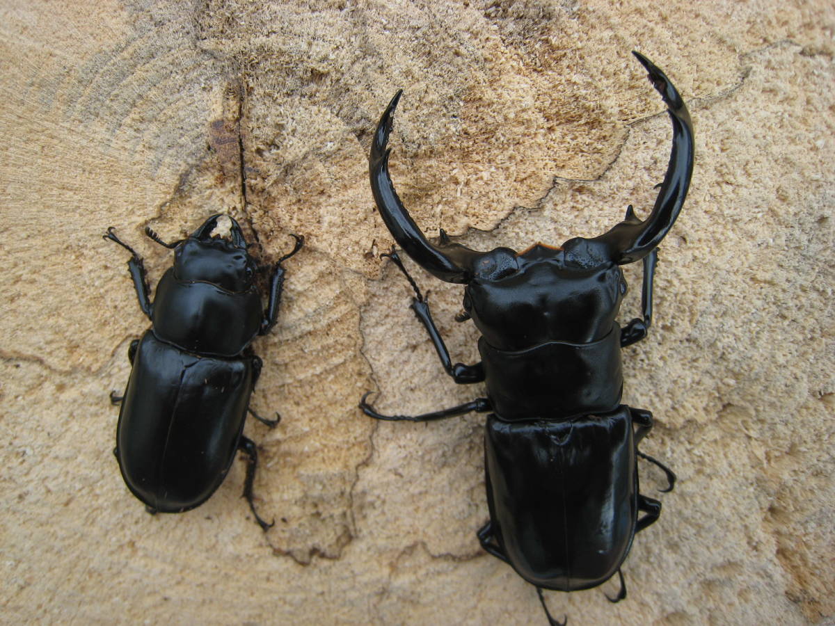 貴重産地！★★ウエストウッディ(原名亜種)インドカリンポン産CBF1 初令幼虫4頭セット FE菌糸200ccカップ4個付き★★