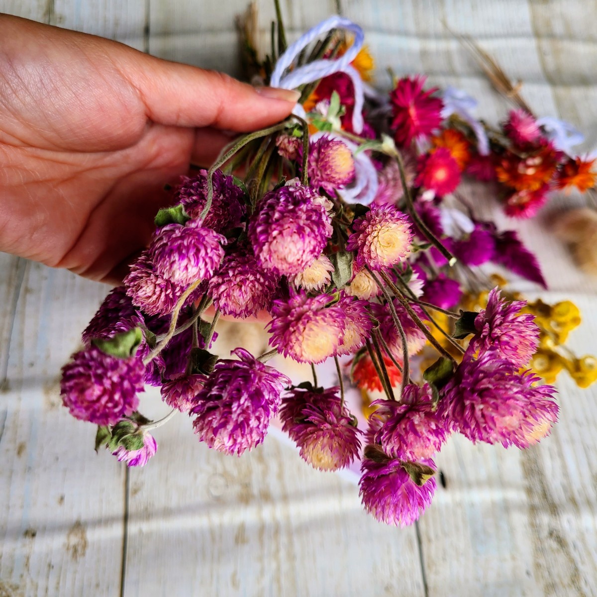 ドライフラワー 素材 詰め合わせ バニーテール 千日紅 ケイトウ 帝王貝細工 クリソセファラム 信州産 花材 リース スワッグ 手作り 飾り_4