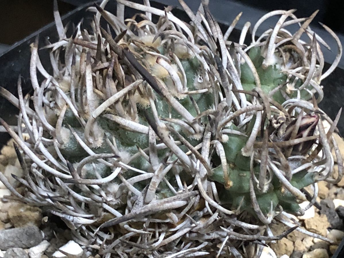 昇竜丸 サボテン ツルビニカルプス 塊根植物 昇竜丸実生 3号充実 昇竜丸 サボテン ツルビニカルプス 塊根植物 昇竜丸実生 3号充実