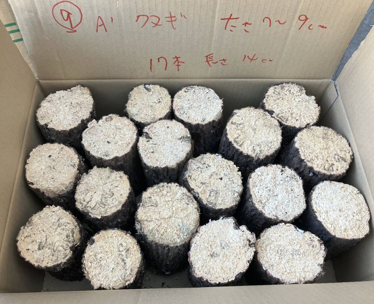 ⑨ A'プレミア クヌギ　17本　　太さ7〜9cm 長さ約14 cm 椎茸原木　産卵木　千葉県　