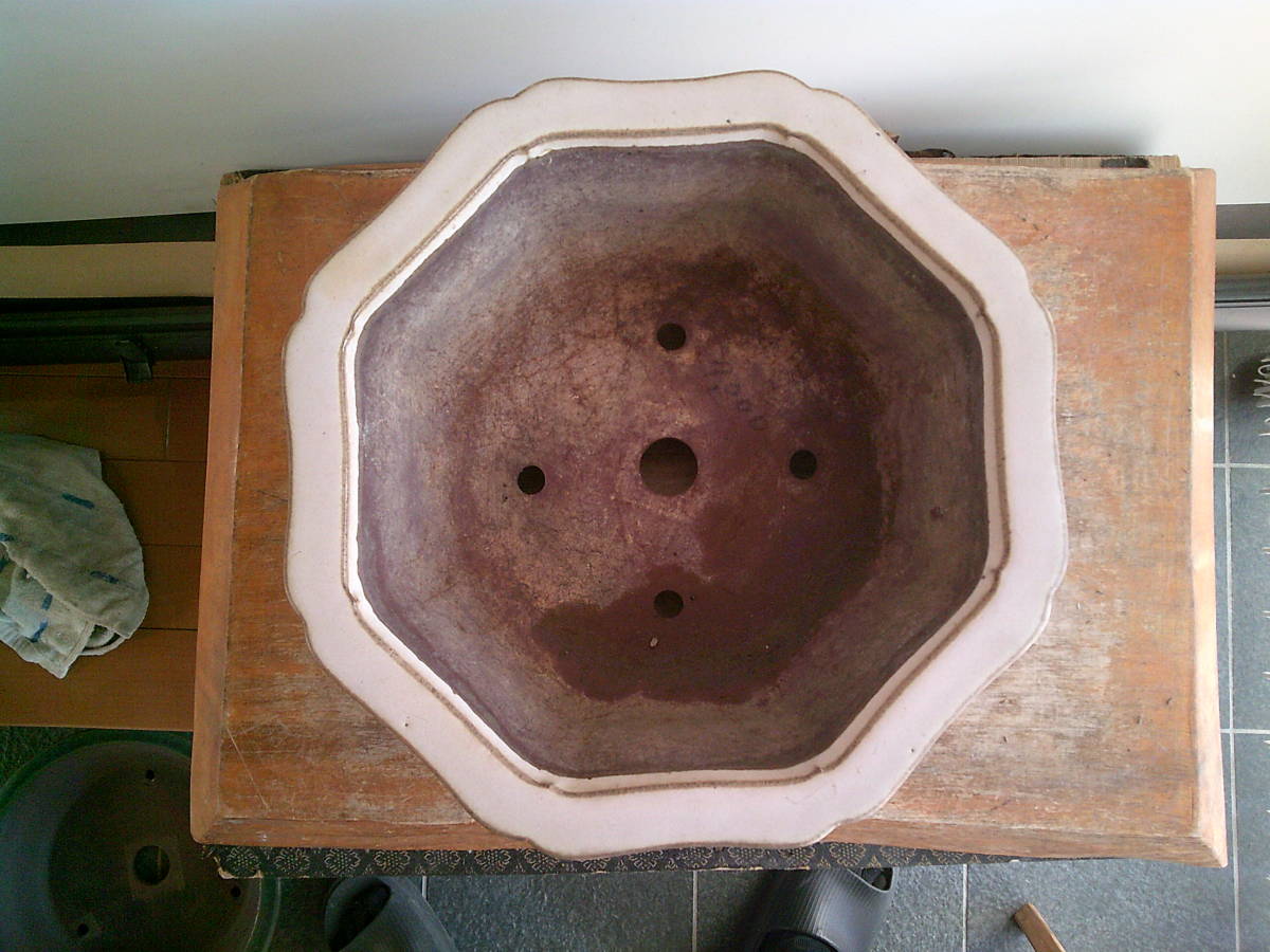 Yahoo!オークション -「鉢 松泉」(盆栽) の落札相場・落札価格