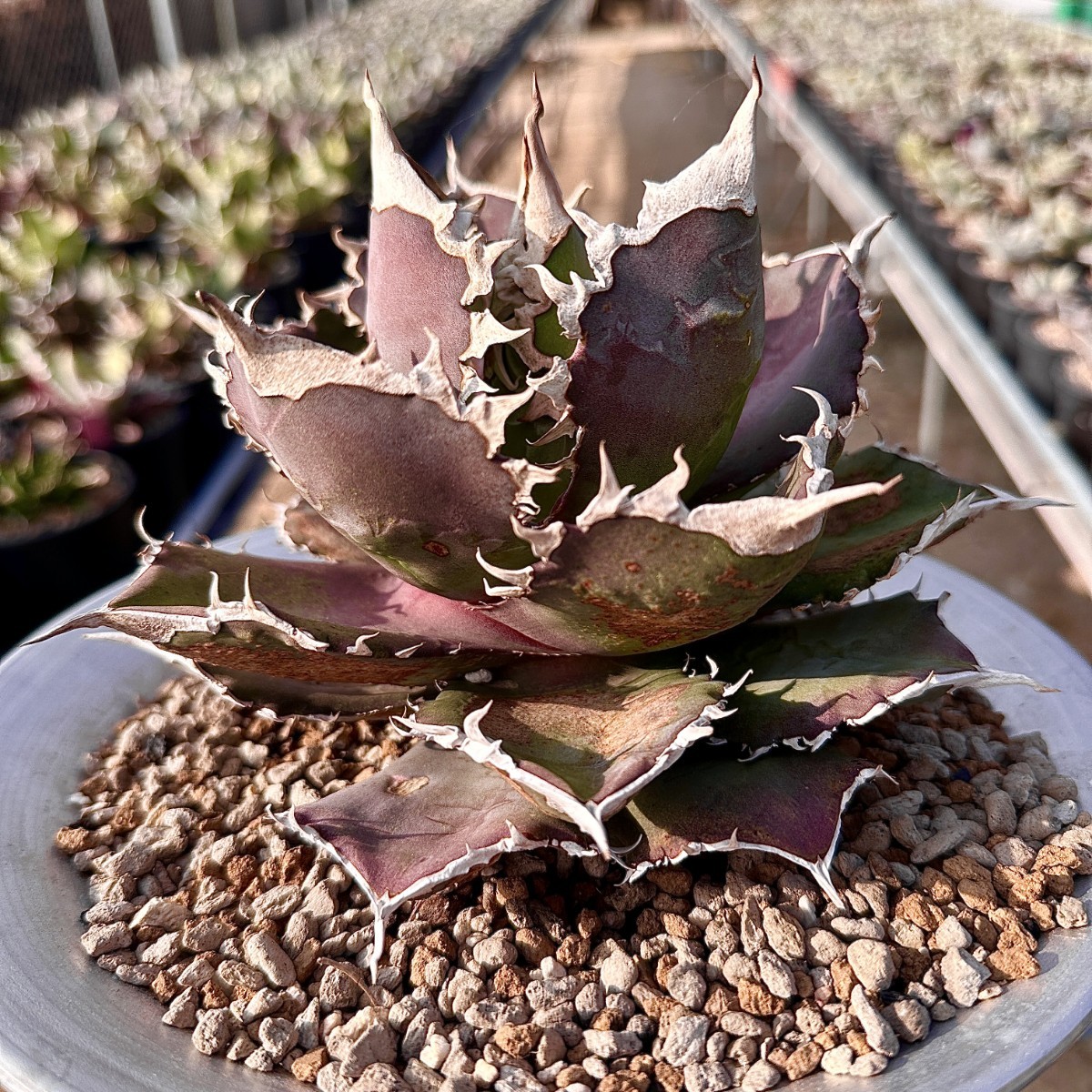 Lj_plants】75アガベ チタノタ 金剛 優良な血統 agave kingkong 極上
