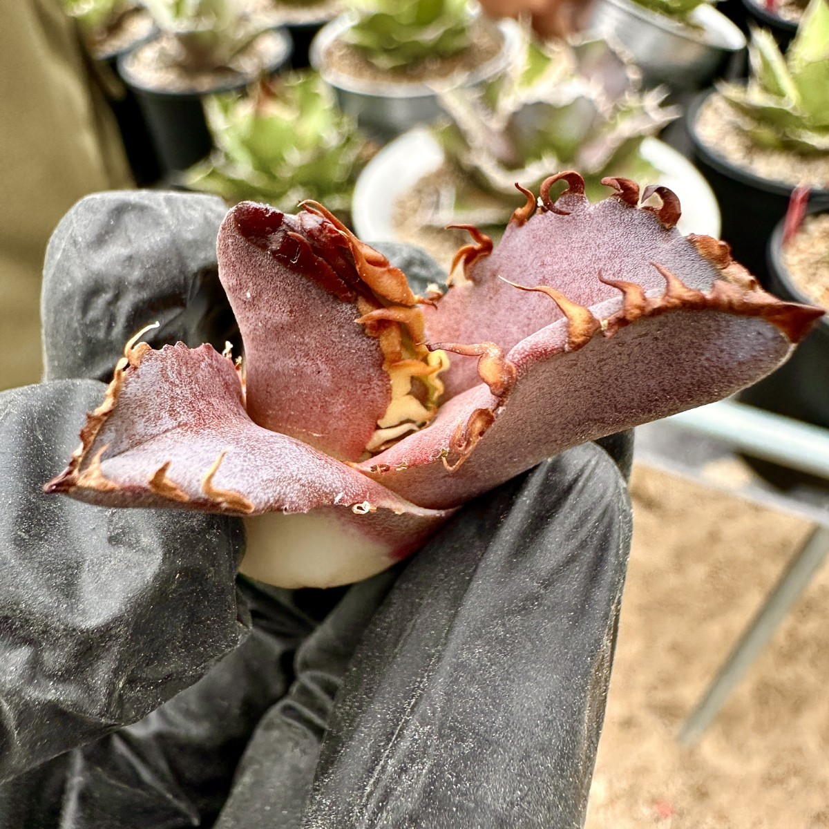 Lj_plants】75アガベ チタノタ 金剛 優良な血統 agave kingkong 極上
