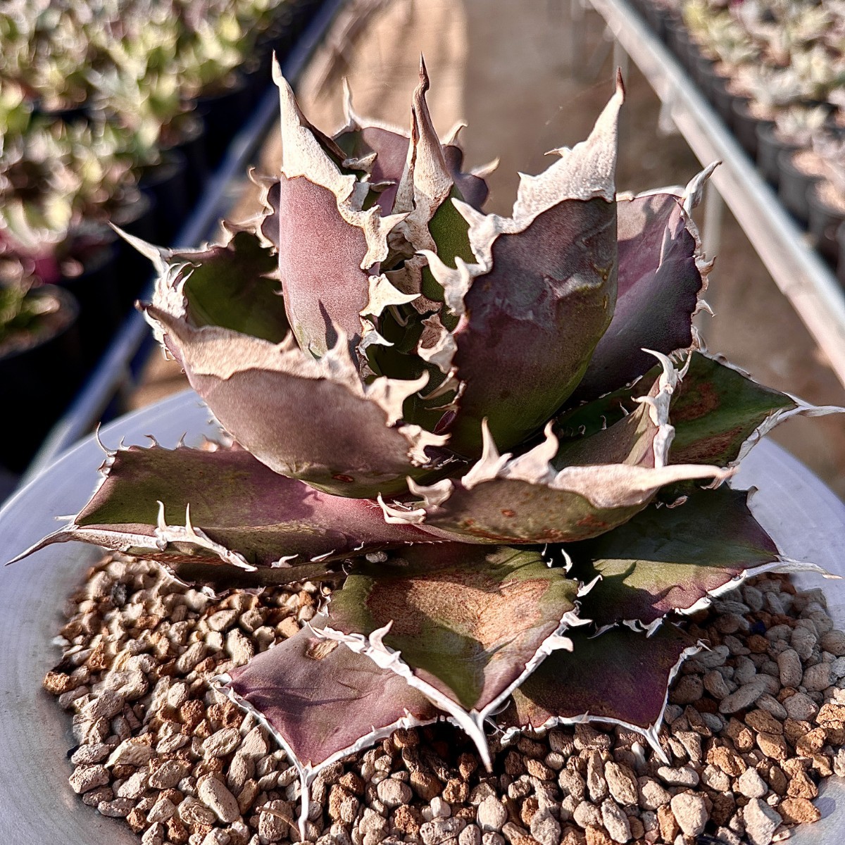 Lj_plants】75アガベ チタノタ 金剛 優良な血統 agave kingkong 極上