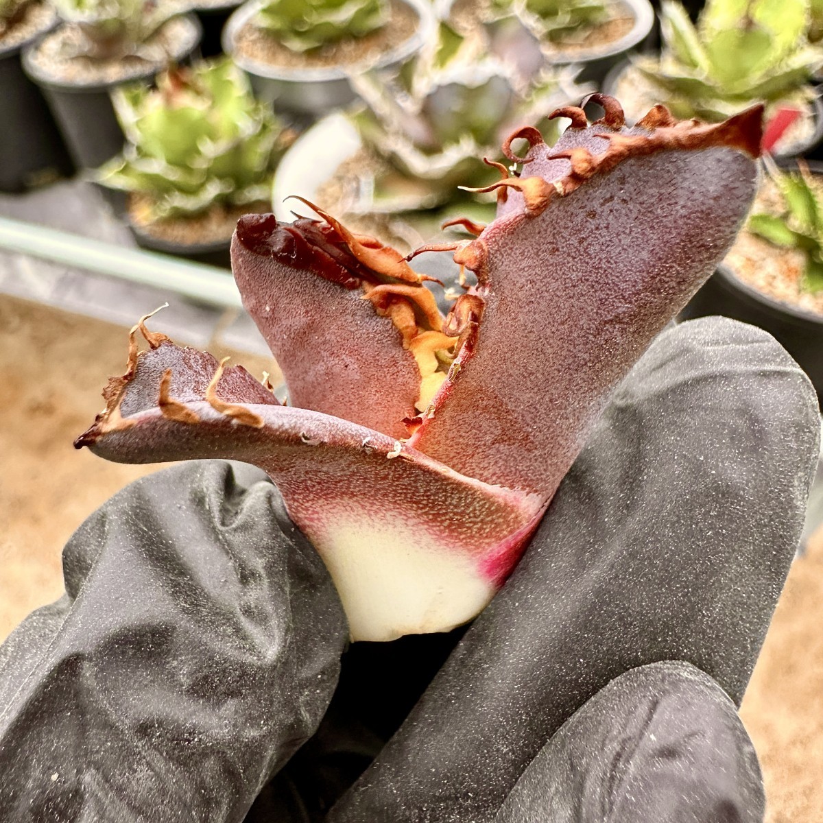 Lj_plants】75アガベ チタノタ 金剛 優良な血統 agave kingkong 極上