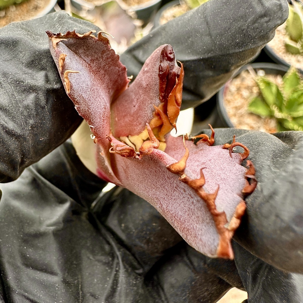 Lj_plants】75アガベ チタノタ 金剛 優良な血統 agave kingkong 極上