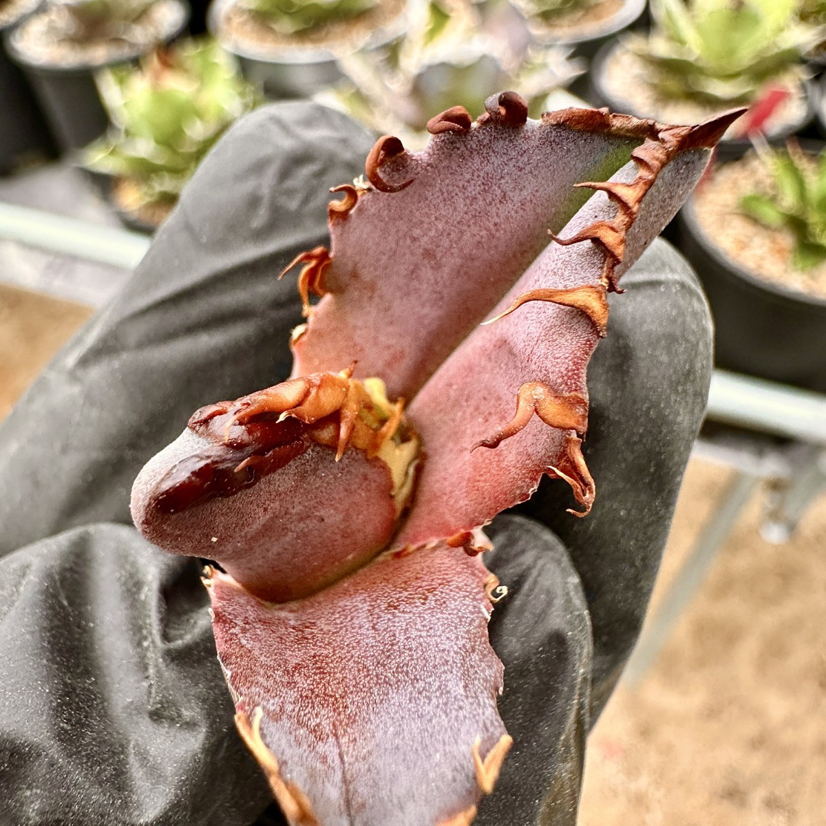 Lj_plants】75アガベ チタノタ 金剛 優良な血統 agave kingkong 極上