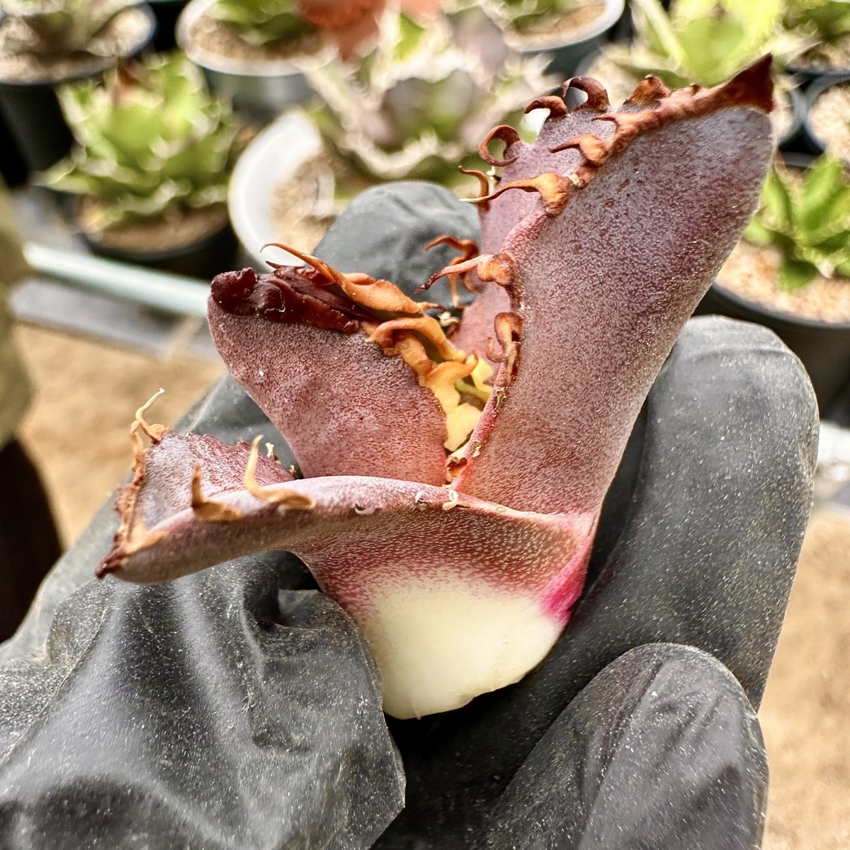 Lj_plants】75アガベ チタノタ 金剛 優良な血統 agave kingkong 極上