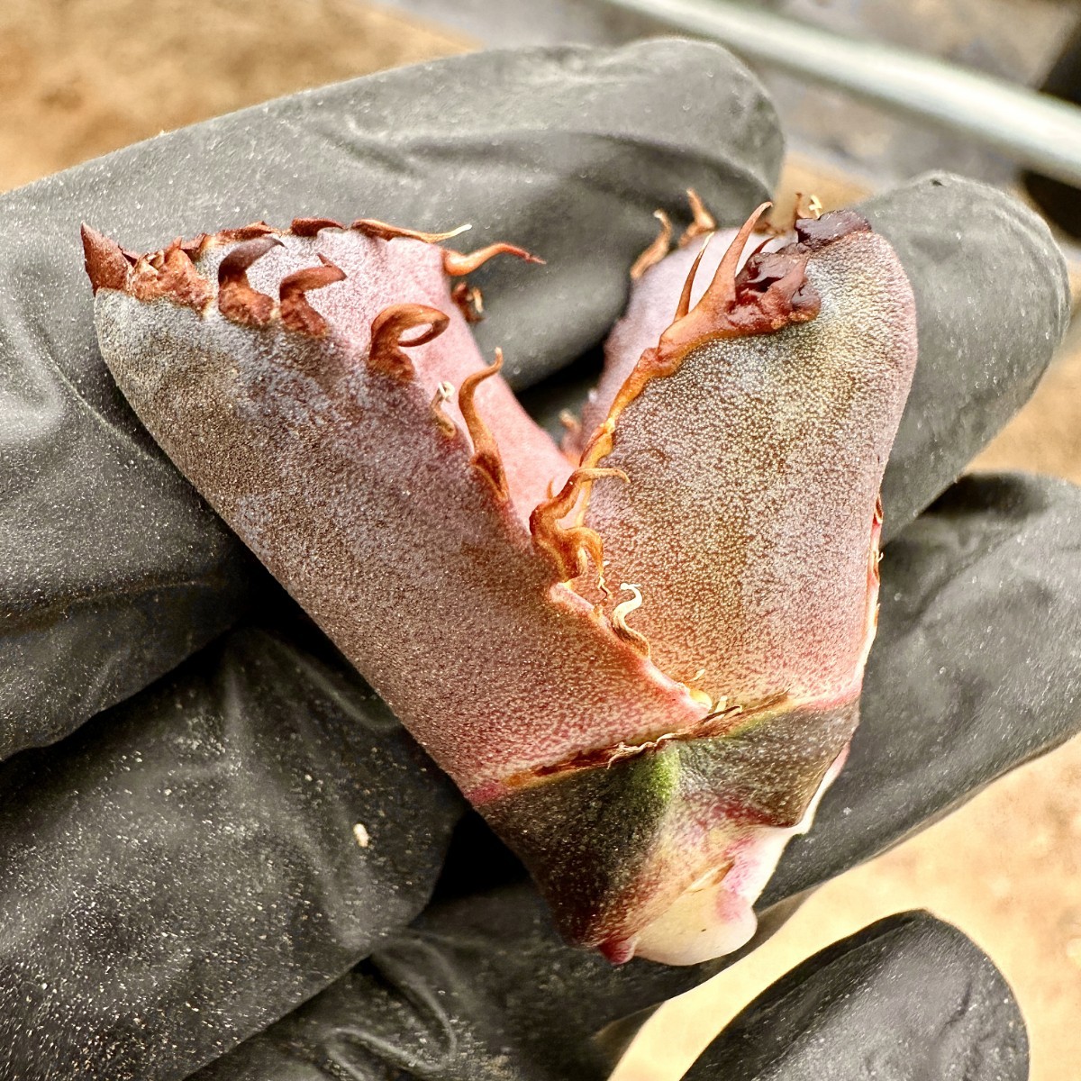 Lj_plants】75アガベ チタノタ 金剛 優良な血統 agave kingkong 極上