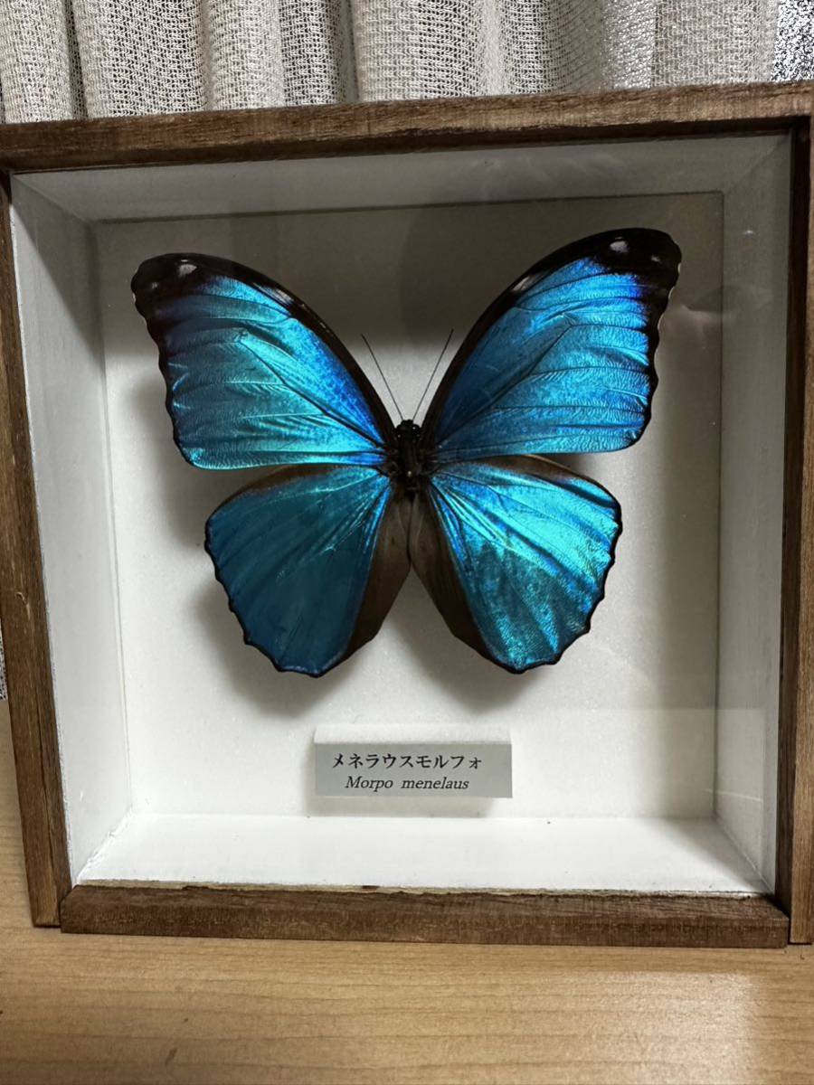 昆虫標本！メネラウスモルフォ ！　モルフォ蝶　昆虫　標本　蝶標本_1